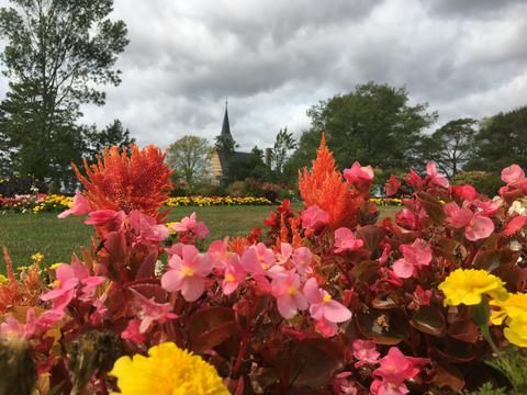 Flowers at grand pré