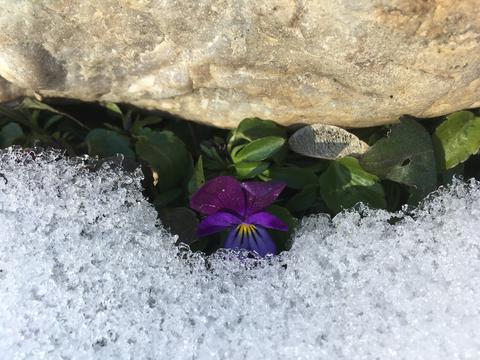 January flowers on the patio