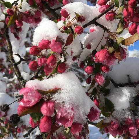Late snow on crab apple blossoms