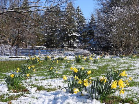 Another late snow working to reduce our fruit yields