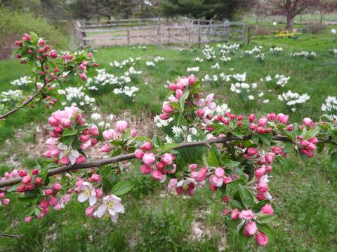 Self seeded crab apple and scented white daffodils