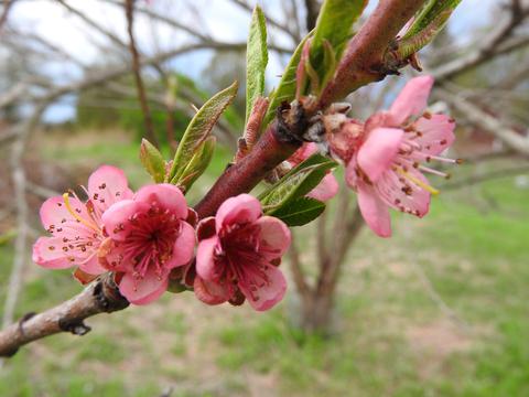 Peach blossoms