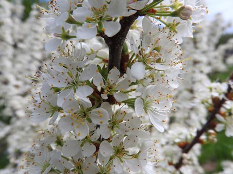 Beach plum blossoms