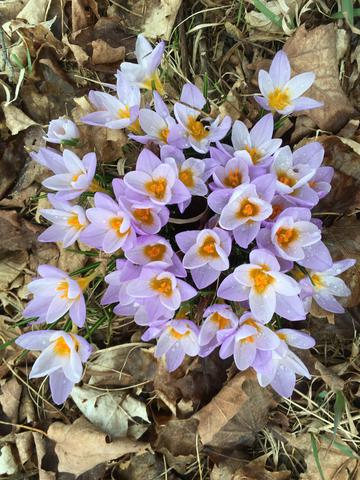 Early crocus