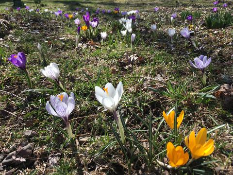 Crocus naturalized by ants spreading seed