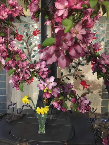 Crab apple and daffodils saved from the snow