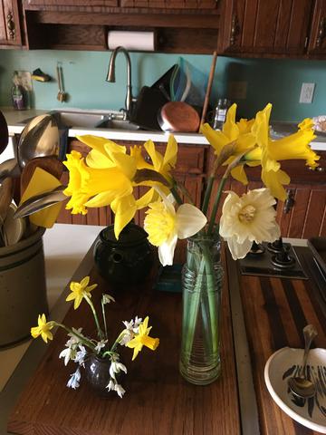 Daffodil sampling in the kitchen