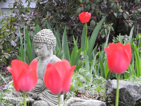Tulips planted by ajanta years ago with buddha