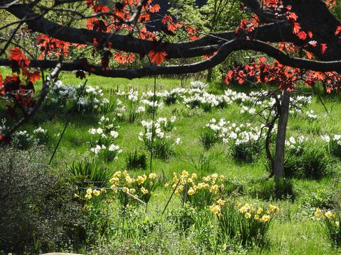 Red norway maple and daffodils
