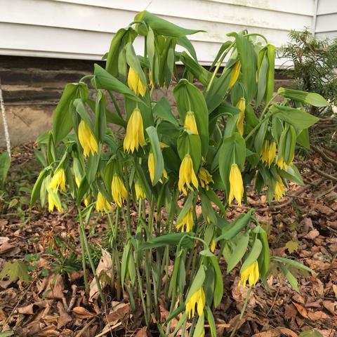 Early spring native flowers