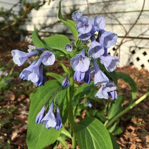 Early spring bluebells