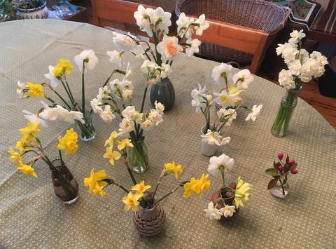 Sampling from our daffodil collection