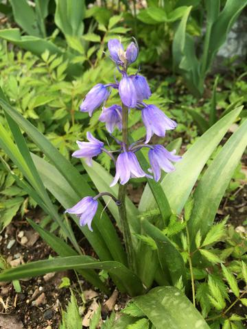 Recently transplanted to the patio area