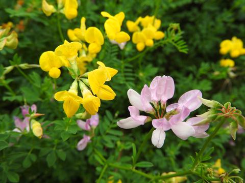 Vetch and birdsfoot trefoil