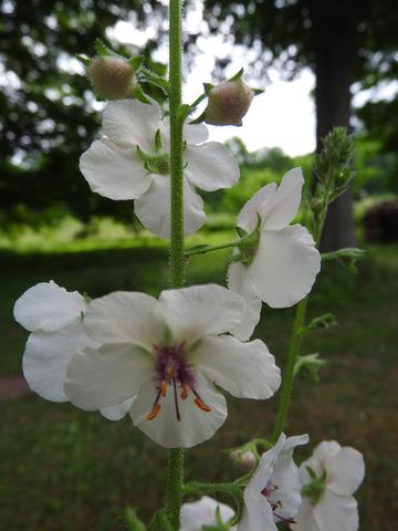 Another garden volunteer wildflower
