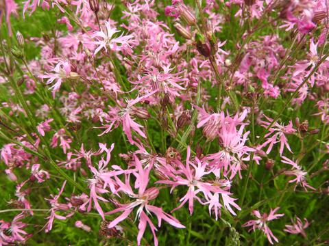 Wildflowers transplanted from nearby roadside
