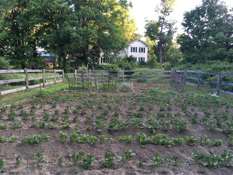 Potatoes getting started