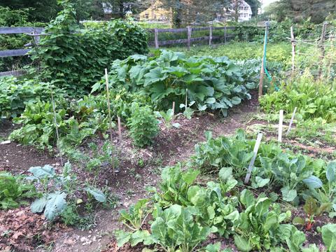 Vegetable garden 1