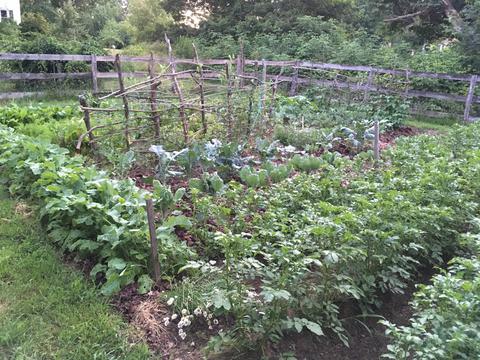 Vegetable garden 2