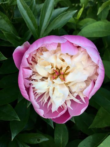 Bowl of beauty peony