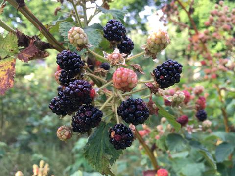 A lovely self sown blackberry patch