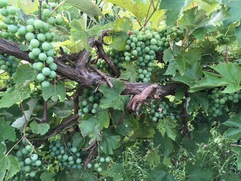 Promising grape harvest