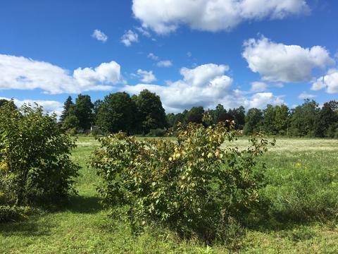 View of field and house with hazelnuts in foreground