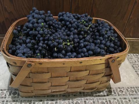 Sabrevois wine grapes