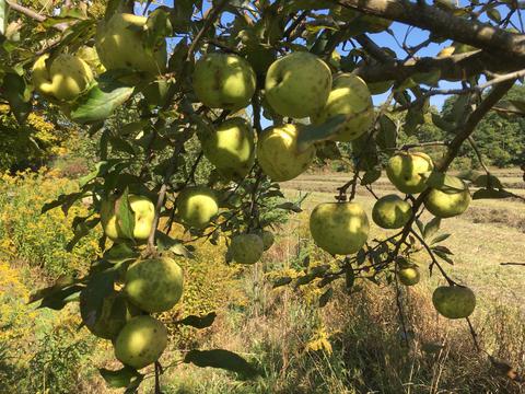 Apple crop on self grafted tree
