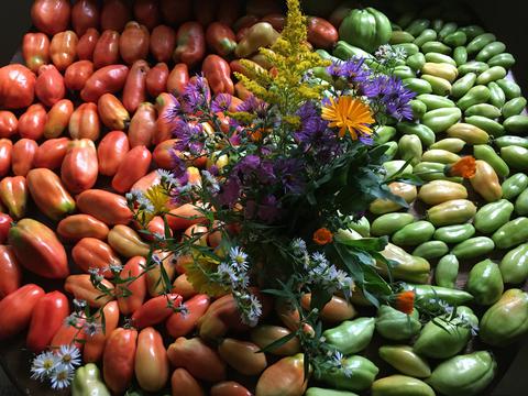 Part of our tomato harvest