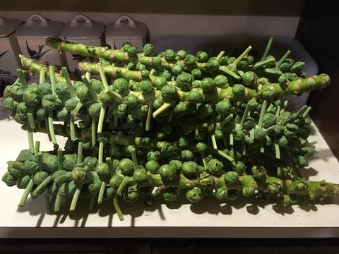 Part of our brussels sprouts harvest