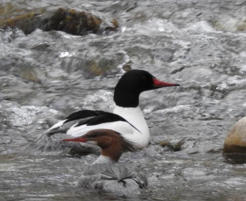 Merganser in cambridge community forest
