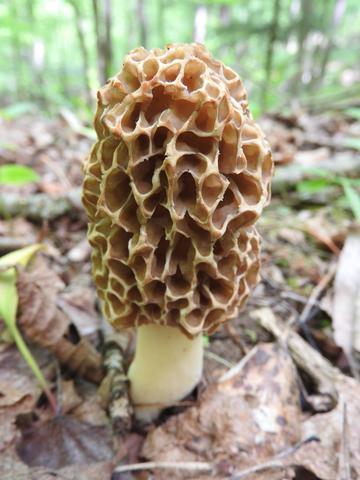 Morel mushroom in cambridge community forest