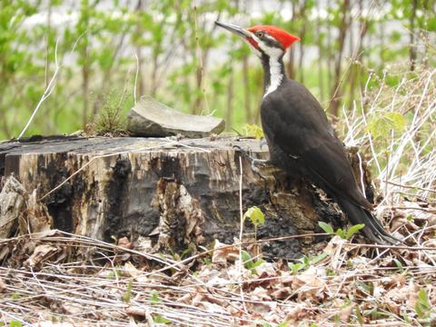 Pileated woodpecker visits our yard