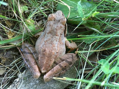 Wood frog visiting our yard