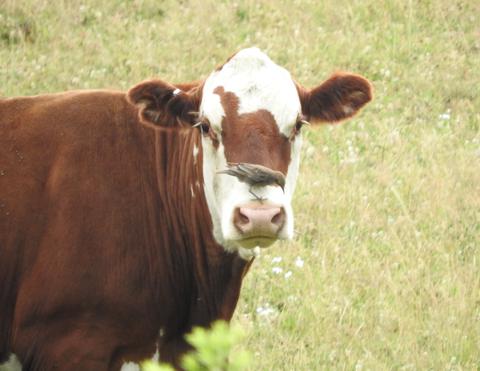 Bird meets cow