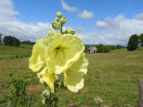 Self seeded roadside hollyhock