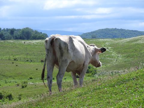 Cow grazing in beautiful countryside
