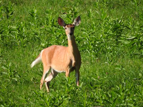 Deer observing us as we pass by