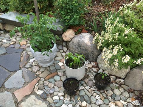 Potted peppers and tomatos getting started