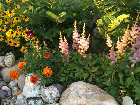 Plantings around patio