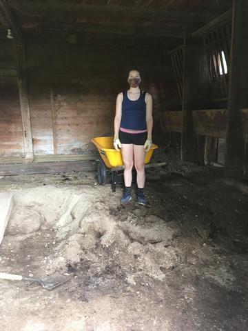 Antique manure hauling volunteer